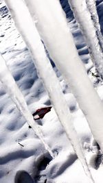 High angle view of lizard on snow