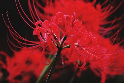 Close-up of red flowering plant