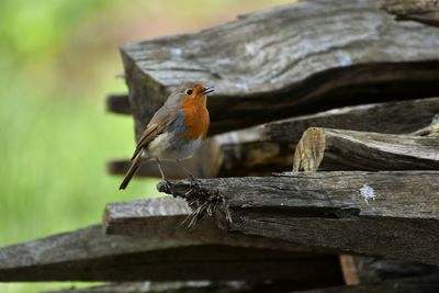 Close-up of bird perching on wood