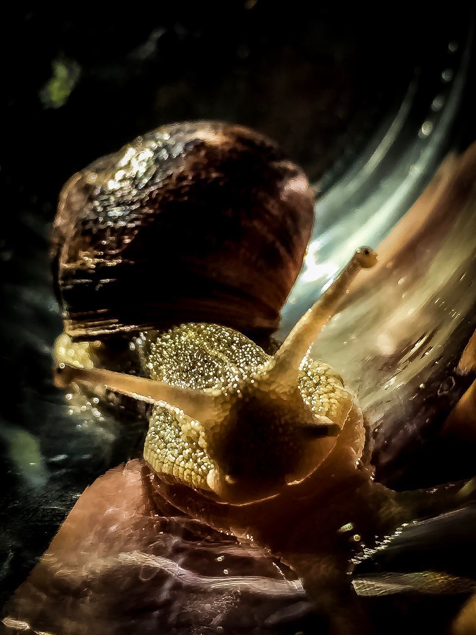 CLOSE-UP OF SNAIL ON WATER IN CONTAINER