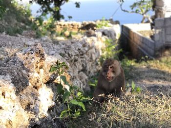 Monkey sitting on rock