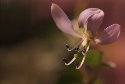 Close-up of purple flower buds