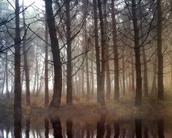 Reflection of trees in lake