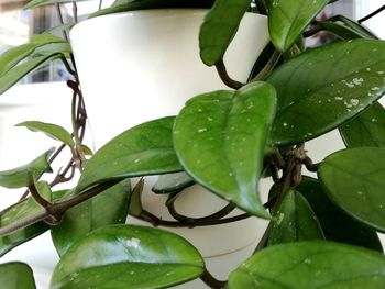 Close-up of wet leaves