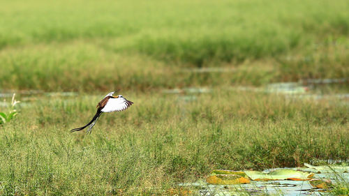 Bird flying over a field