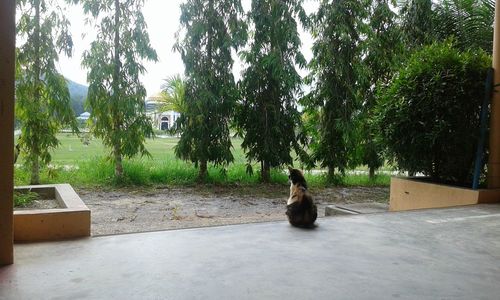 Cat sitting on grass against trees