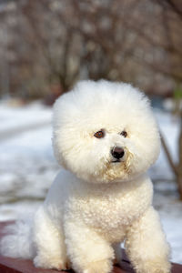 Close-up of a dog on snow