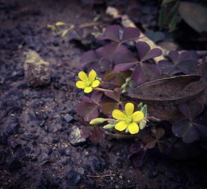 Close-up of yellow flowers