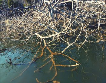 Close-up of bare tree in lake