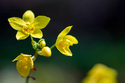 Close-up of yellow flowering plant 