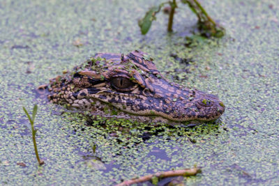 Close-up of crocodile in water