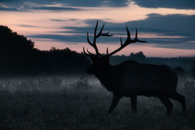 Elk standing on field