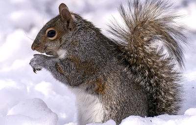 Close-up of squirrel