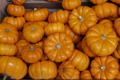 Decorative orange pumpkins on display at the market. harvesting, halloween and thanksgiving concept.
