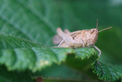 Close-up of butterfly on leaf