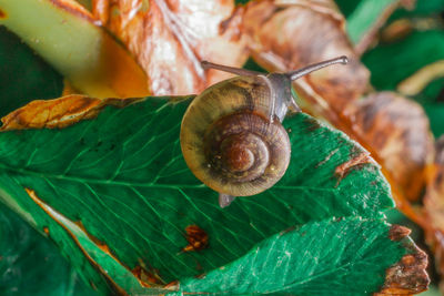 Close-up of snail on leaves