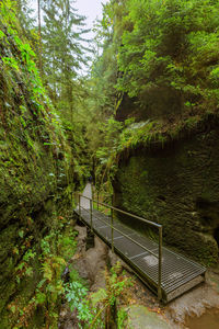 Footbridge in forest