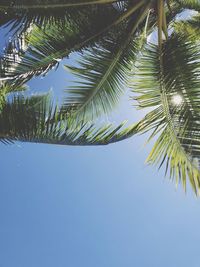 Low angle view of palm trees against clear sky