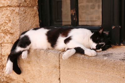 Cat sleeping at window