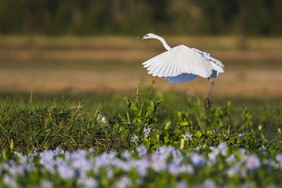 Bird flying over a field