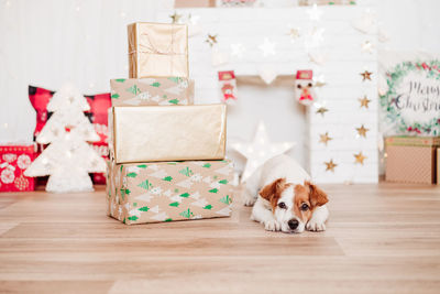 Cute jack russell dog sitting by presents boxes over christmas decoration at home or studio.