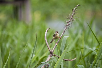 Close-up of lizard on grass