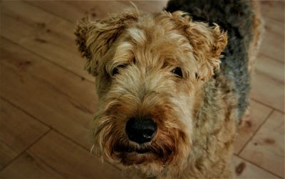 Close-up portrait of dog at home
