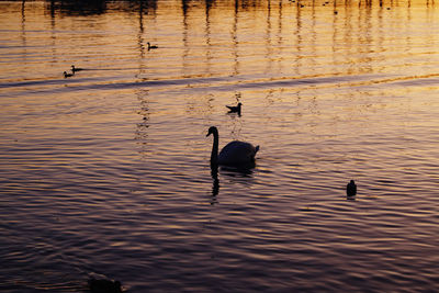 Swans swimming in lake