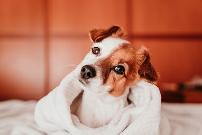 Close-up portrait of dog on bed