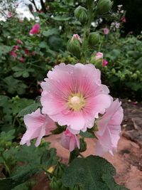 Close-up of pink flowers