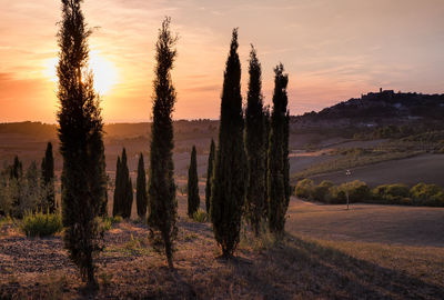 Trees on landscape against sky at sunset