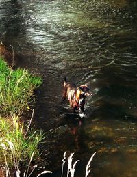 View of a dog in lake