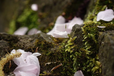 Close-up of fallen cherry blossom leaves on rock