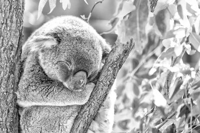 Close-up of animal resting on tree trunk