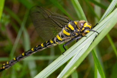 Close-up of dragonfly on plant