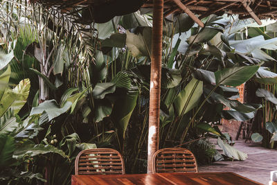 Close-up of potted plants in basket