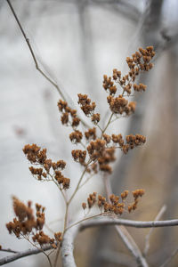 Close-up of snow on plant