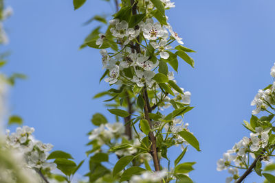 Close-up of flowering plant against blue sky