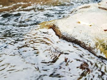 High angle view of wet wood on land