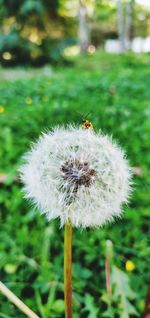 Close-up of dandelion flower on field