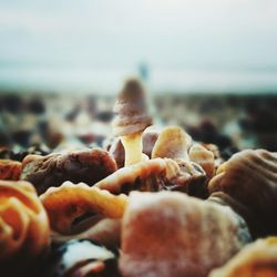 Close-up of shells on beach