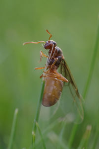 Close-up of insect