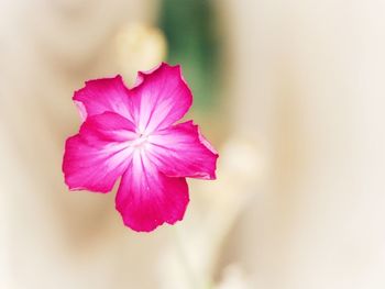 Close-up of pink cosmos blooming outdoors