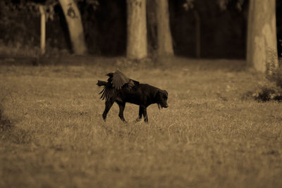 Horse running on a field