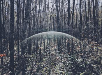 View of trees in forest