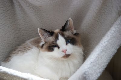 High angle view of a cat