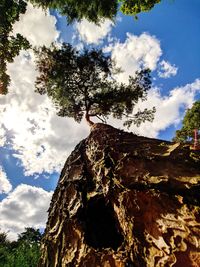 Low angle view of tree against sky