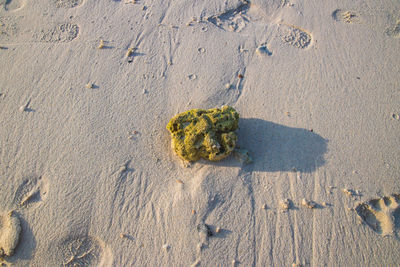 High angle view of footprints on sand