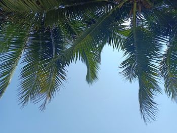 Low angle view of palm tree against sky