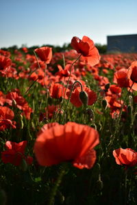 Close-up of red poppy flowers growing on field